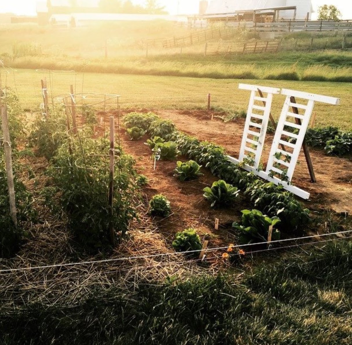 my first garden